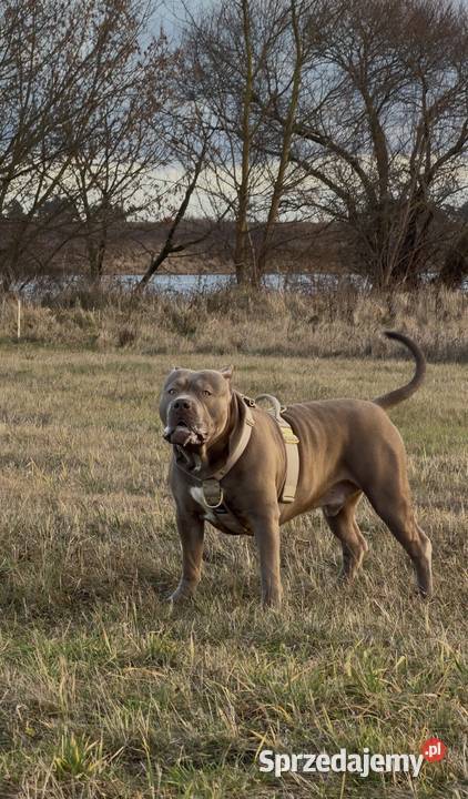 Reproduktor American Bully XL pomorskie Gdańsk