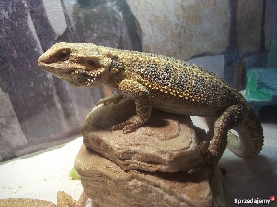 Agama brodata sprzedam tanio łódzkie