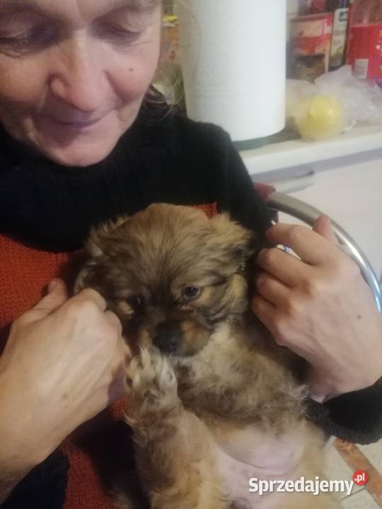 Sprzedam pekińczyki mieszane z shitzu Skalbmierz