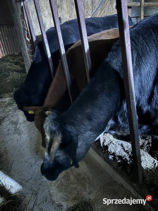 Jałówki mieszance mięsne opolskie Zębowice