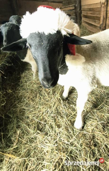 Baranki DORPER Owce baranek kastraty sprzedam