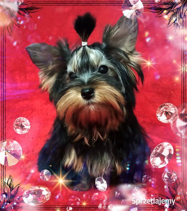 Piękny York Do odbioru Kraj i Zagranica RODOWÓD opolskie