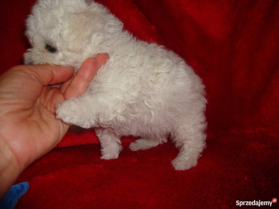 Bolończyk ostatnia suczka z metryką KC