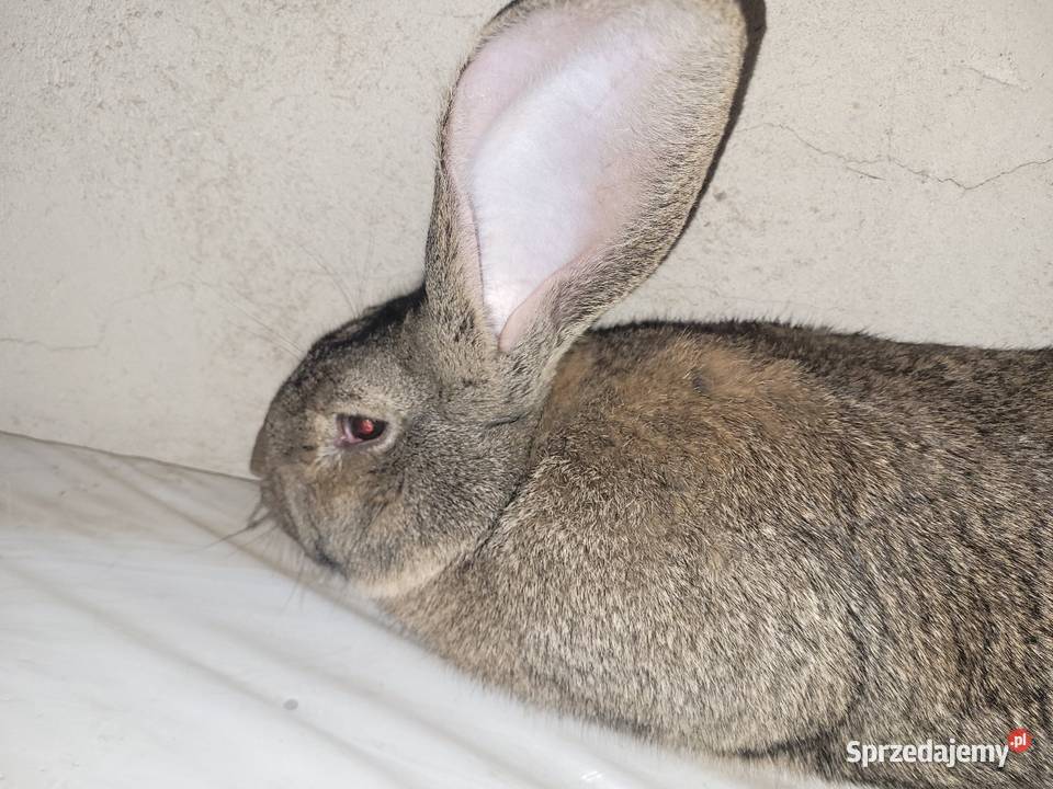 Samiec Belg olbrzymi Augustów