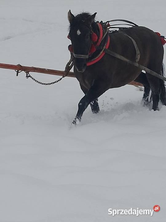 sprzedam klacz zimnokrwistom Konie Ropczyce