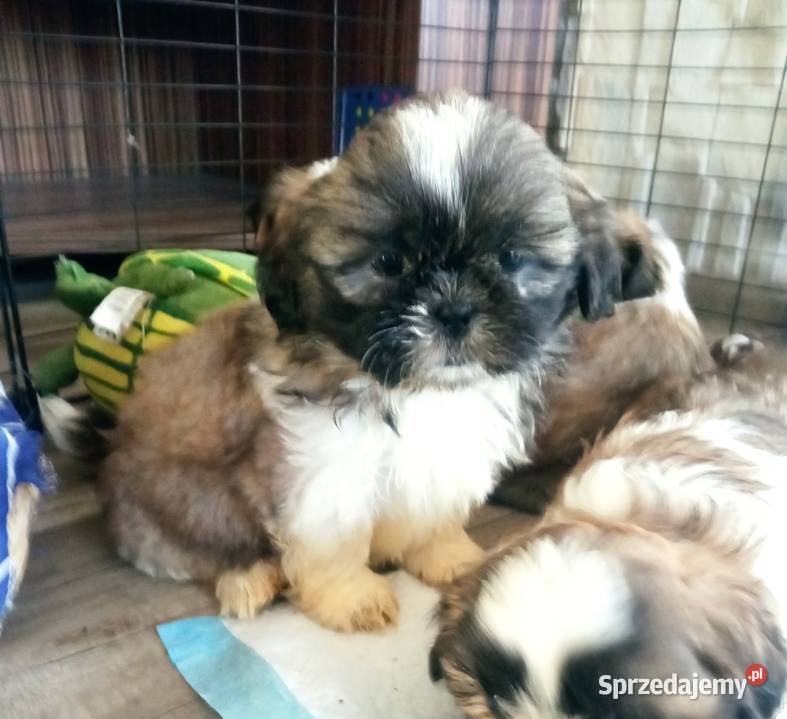 Shihtzu szczeniaki Dębica