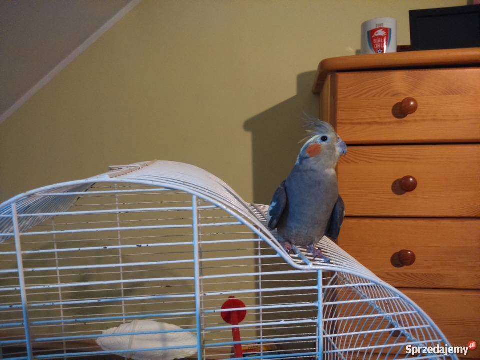 oddam w ręce papugę nimfę Warszawa
