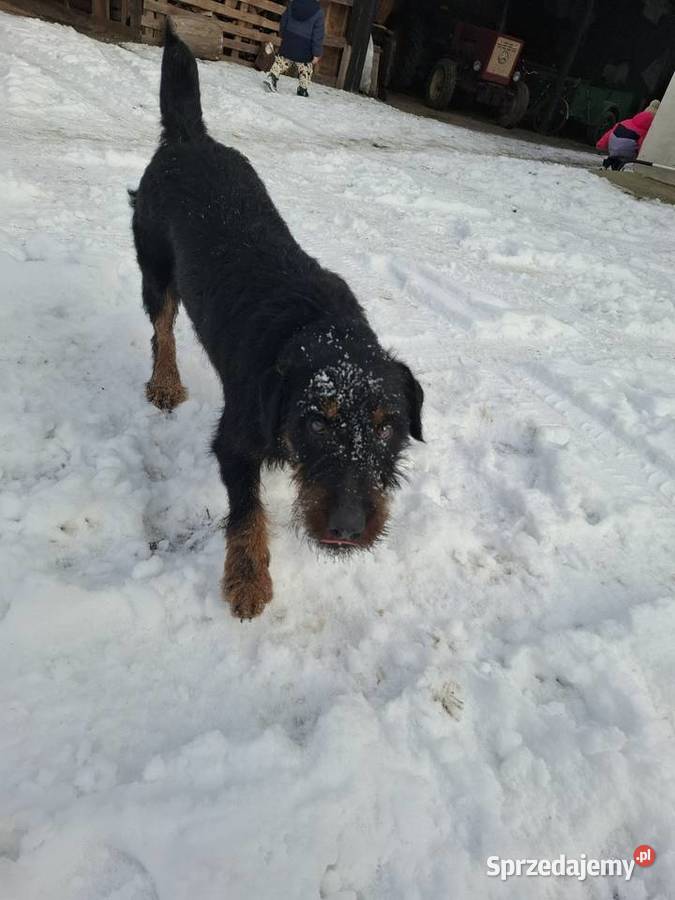 Terier Niemiecki Pies Józefów nad Wisłą