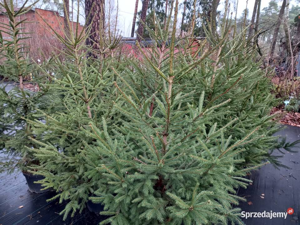 Ozdoby Świąteczne Choinki Żywe i Sztuczne mazowieckie Międzyborów
