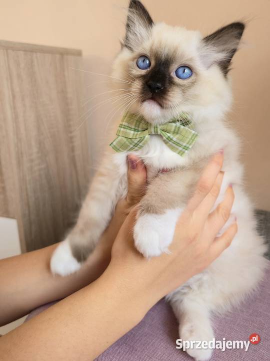 Rasowy kot Ragdoll Warszawa