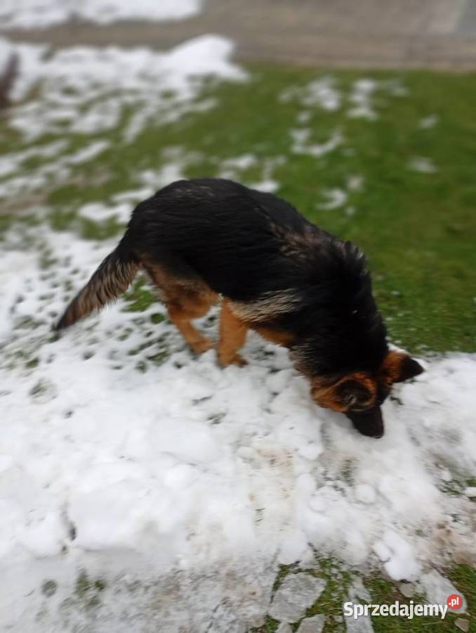 Owczarek niemiecki Konin