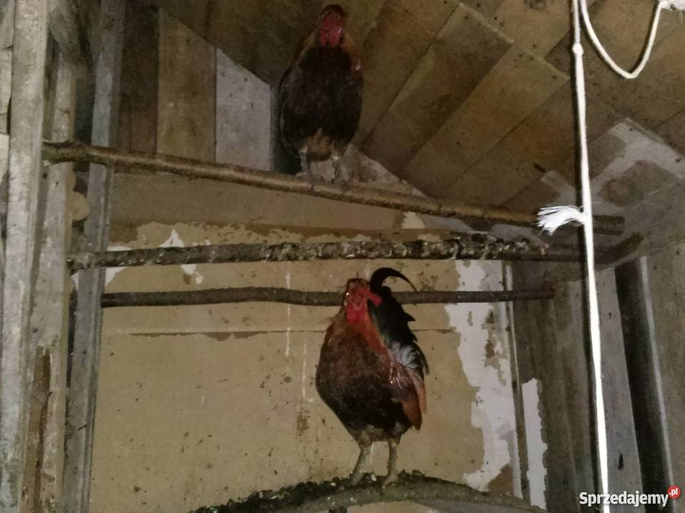 kury liliputki czubatki