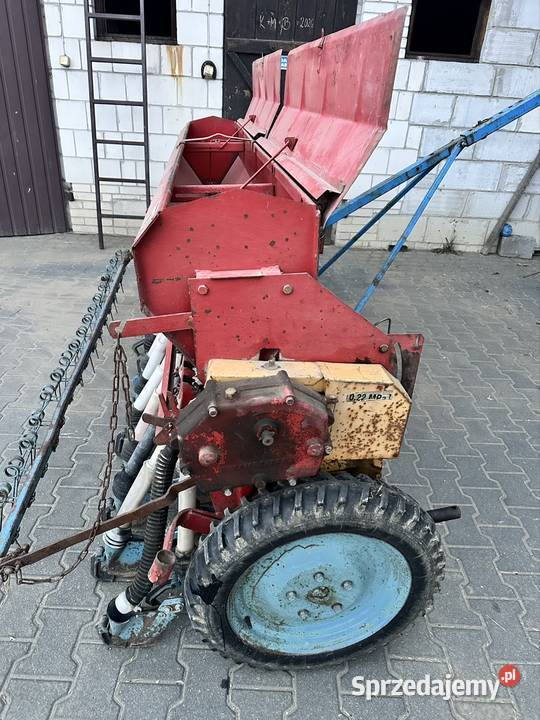 Siewnik poznaniak Stężyca