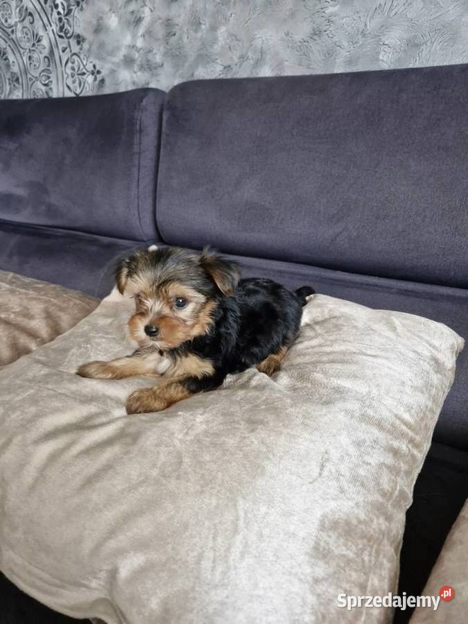 Yorkshire terrier sprzedam piesek i suczkę York Morąg
