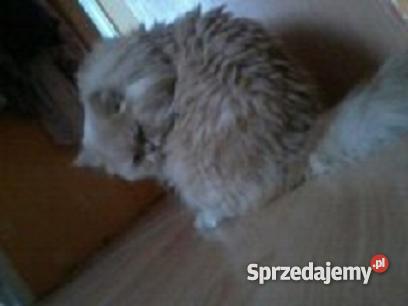 KOT PERSKI kremowy pomorskie Brusy sprzedam