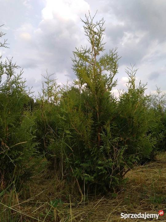 Tuja brabant do 180 także inne wielkości 45 Zakrzewo