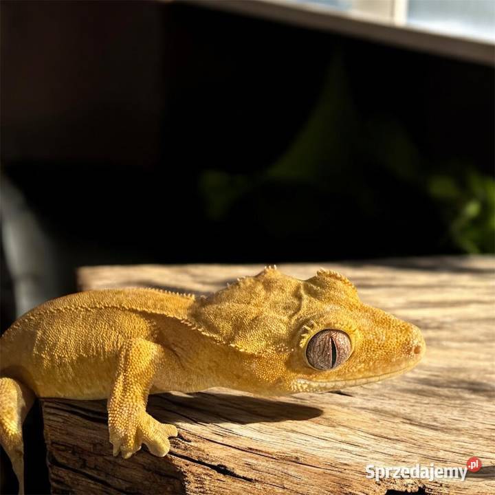 Gekon orzęsiony samiczka