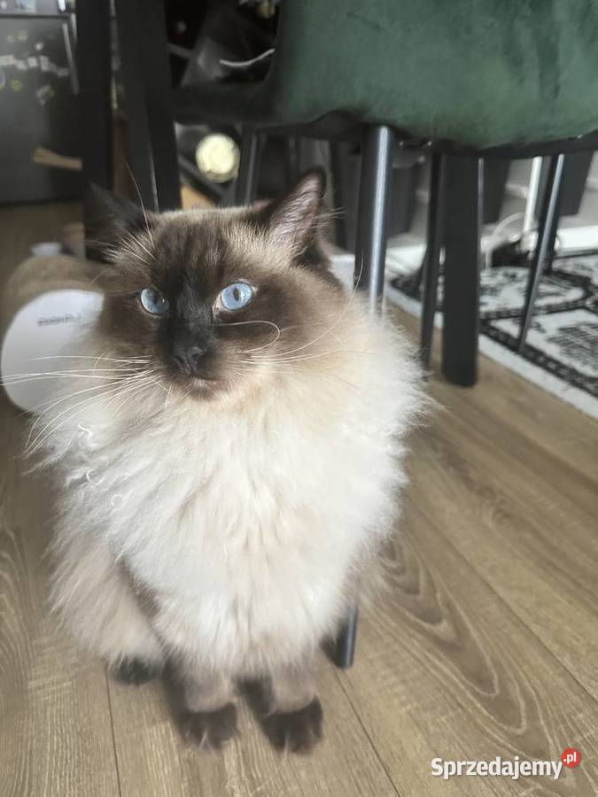 Roczny ragdoll z rodowodem szuka kochajacego mazowieckie sprzedam