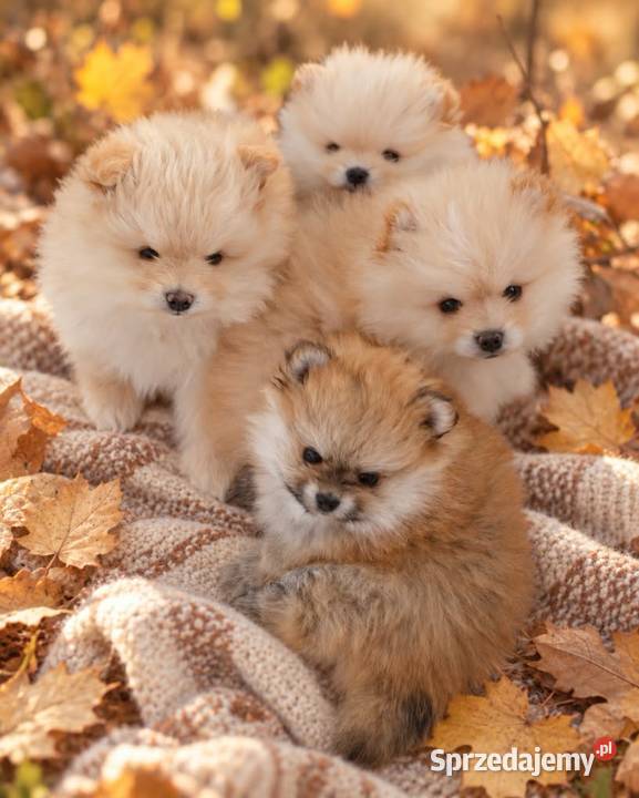SZPIC MINIATUROWY POMERANIAN ŚLICZNE PUCHATE mazowieckie