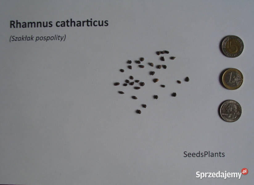 SZAKŁAK POSPOLITY Rhamnus catharticus NASIONA Lubanie