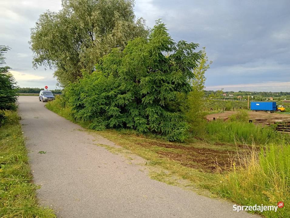 Plac teren wynajmę place do wynajęcia Żurawia 87 Biała Rawska