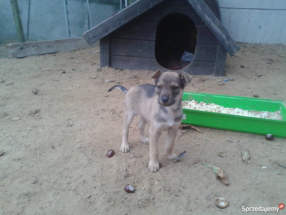 Suczki12 tygodniowe kundelki mazowieckie Nowy Dwór Mazowiecki sprzedam