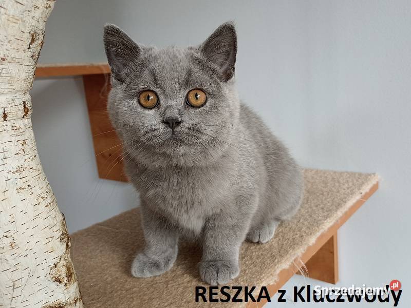 Piękne kocięta brytyjskie kotki do hodowli Kraków