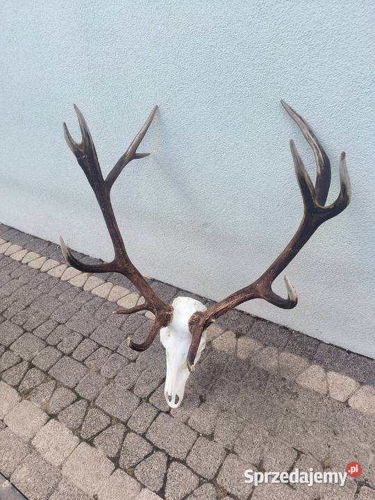 Poroże jelenia Pozostałe