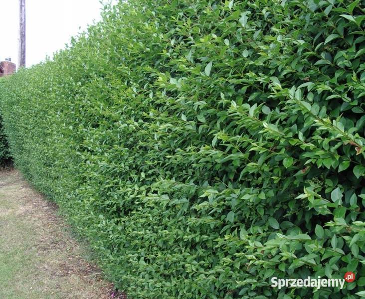 Ligustr pospolity Ligustrum vulgare NASIONA 4000 sprzedam