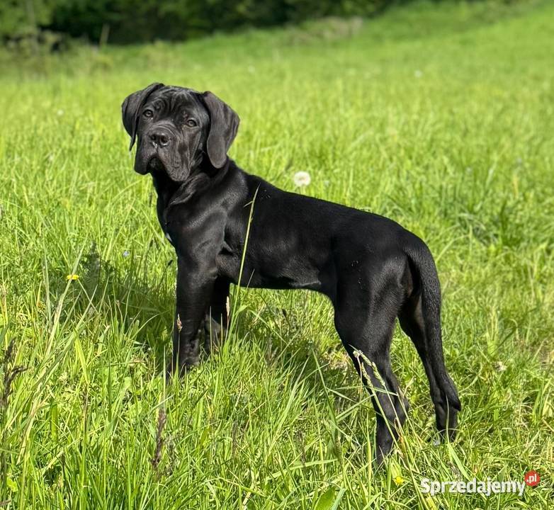 Czarna smoła suczka Cane Corso z domowej hodowli Warszawa sprzedam
