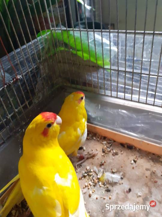 Modrolotki sprzedam podkarpackie sprzedam