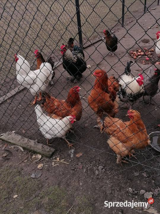 Jaja lęgowe mix ras ku Zwoleń