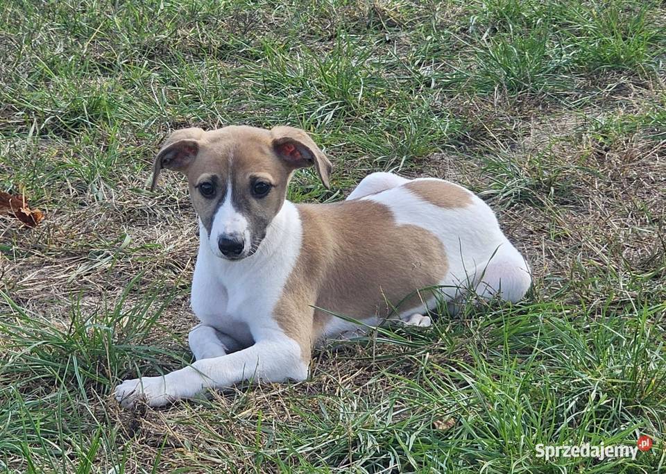 Chart Angielski Whippet FCI gotowe do odbioru Lubnów