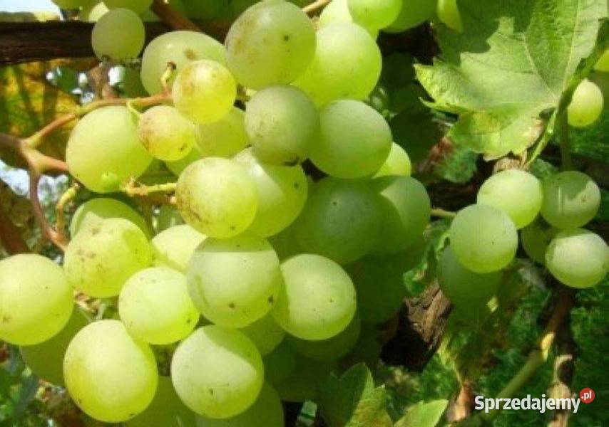Winogrono deserowe Prodiusser Sadzonki winorośli Łazy Brzyńskie
