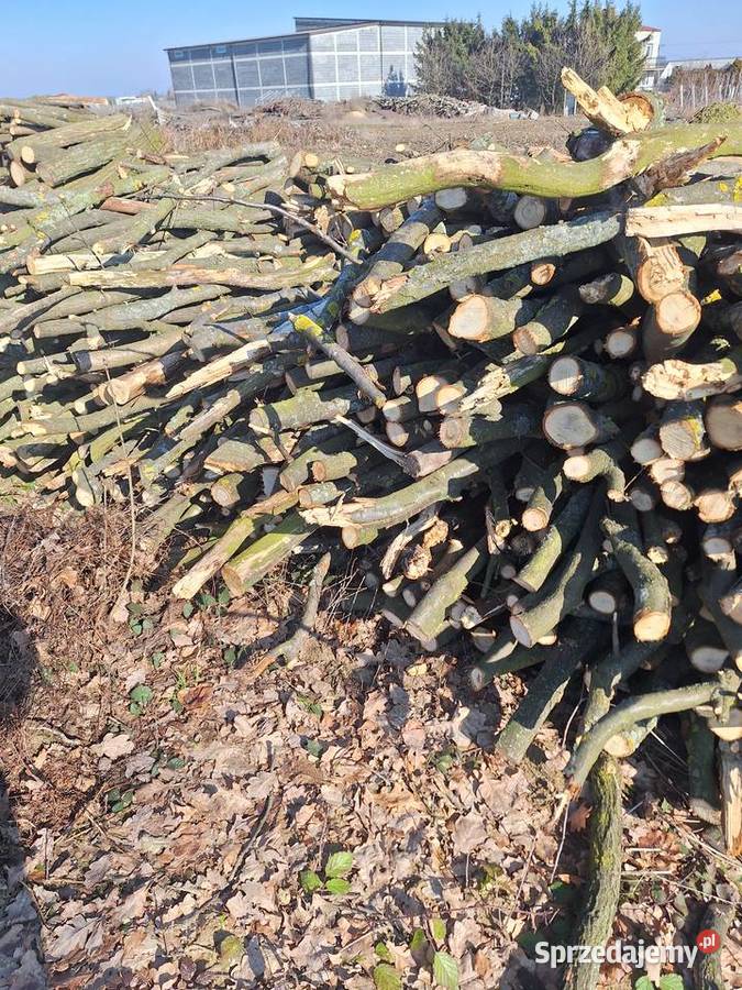 Drewno drzewo opałowe JABŁOŃ DĄB