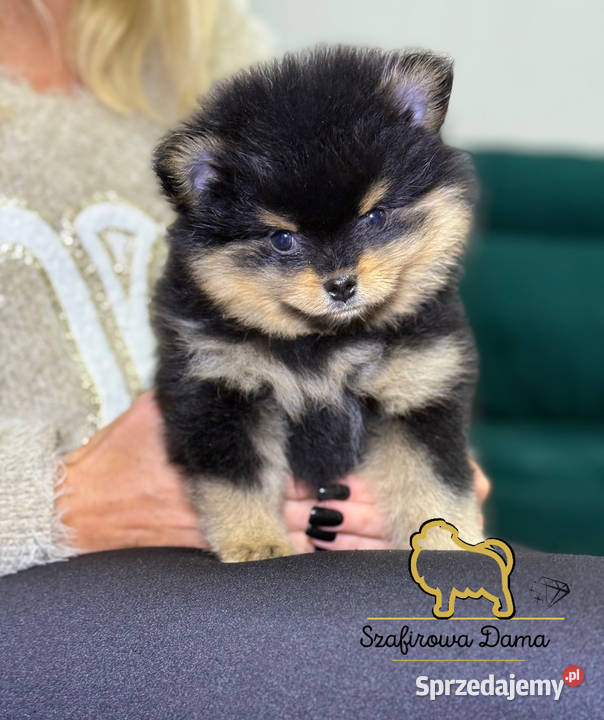Szpic miniaturowy Pomeranian chłopiec blacktan Konarzewo