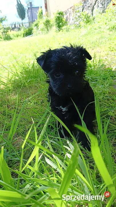 Yorkshire Terrier Black XXS