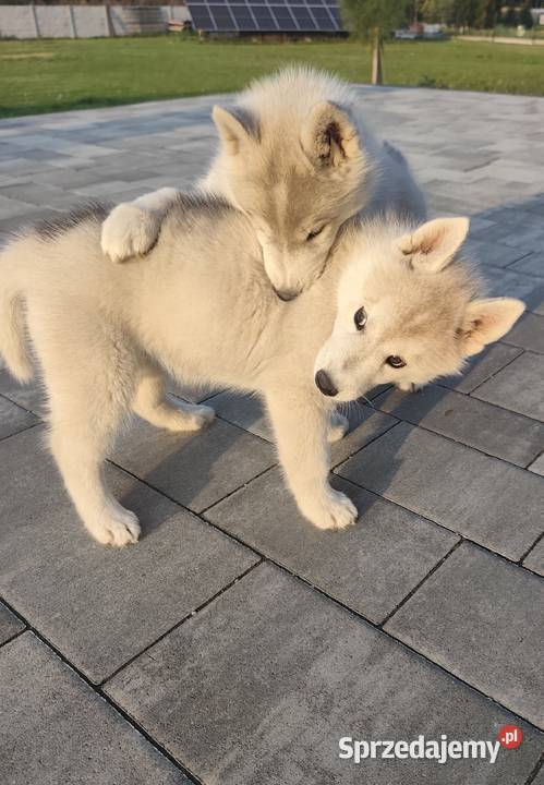 Suczka Siberian Husky brazowooka ZKwP Husky Breń Osuchowski
