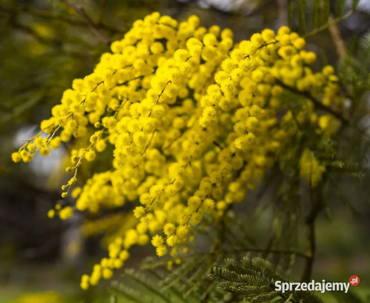 AKACJA DECURRENS Acacia decurrens NASIONA 100g Nasiona Lubanie sprzedam
