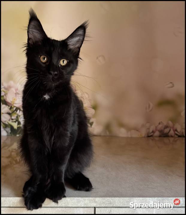 Koteczka Maine Coon
