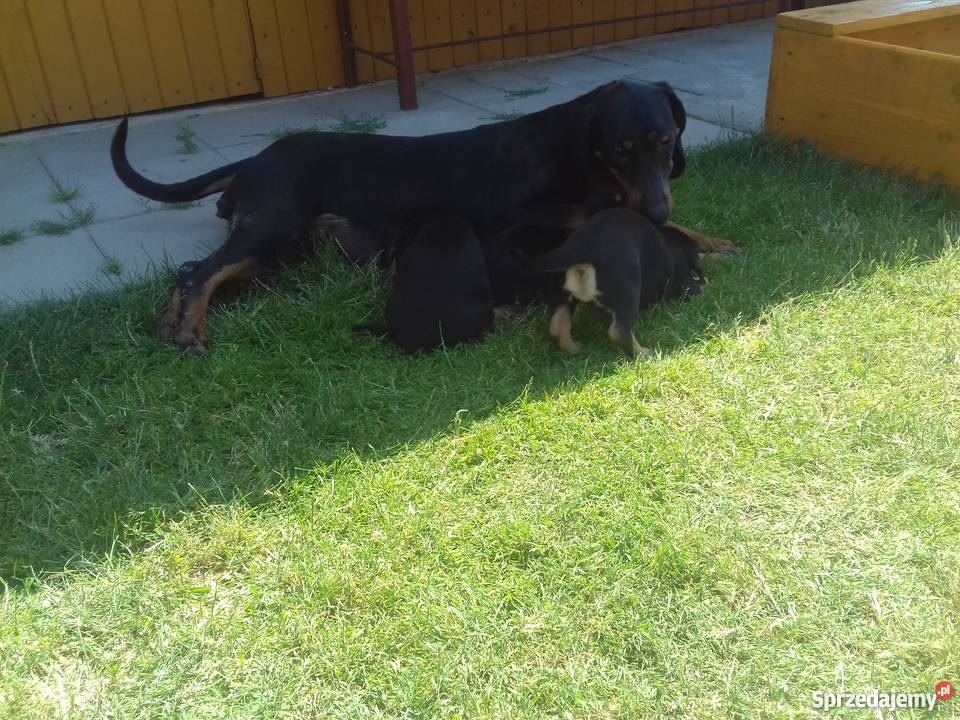 Oddam szczenięta gończy polski Pozostałe Dąbrowa Tarnowska sprzedam