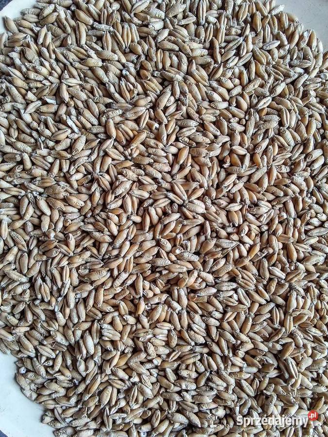 Przenzyto zimowe na worki Zboża