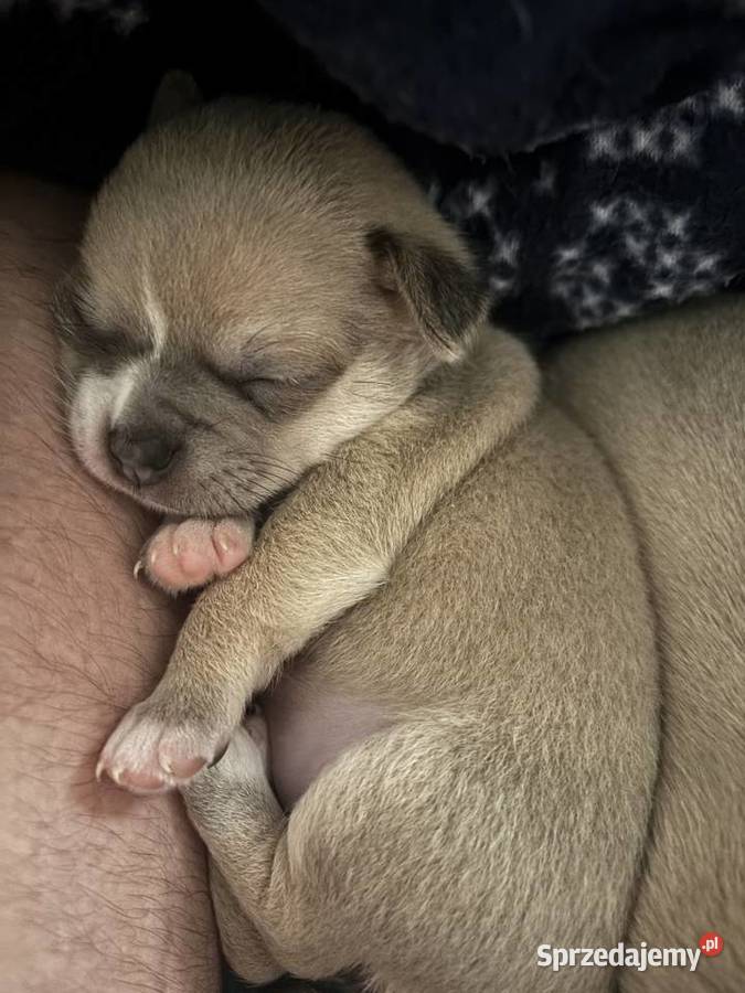 Chihuahua piękne szczenięta krotkowlose