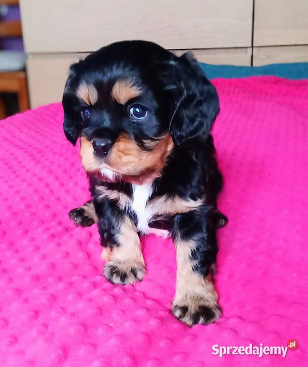 Piękny piesek Cavalier z rodowodem i wyprawką łódzkie Łódź sprzedam