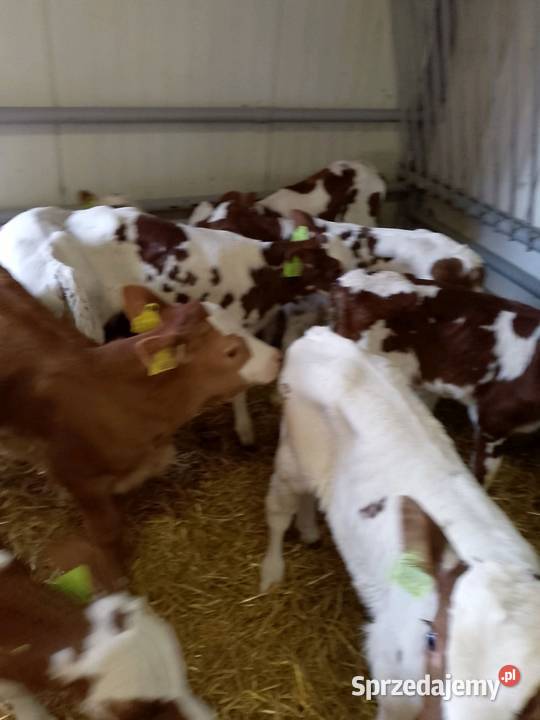Sprzedam cielaki różne rasy Włocławek