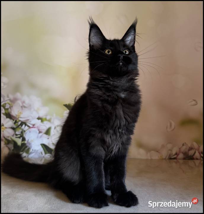 Koteczka Maine Coon Kosma Maine Coon Kraków
