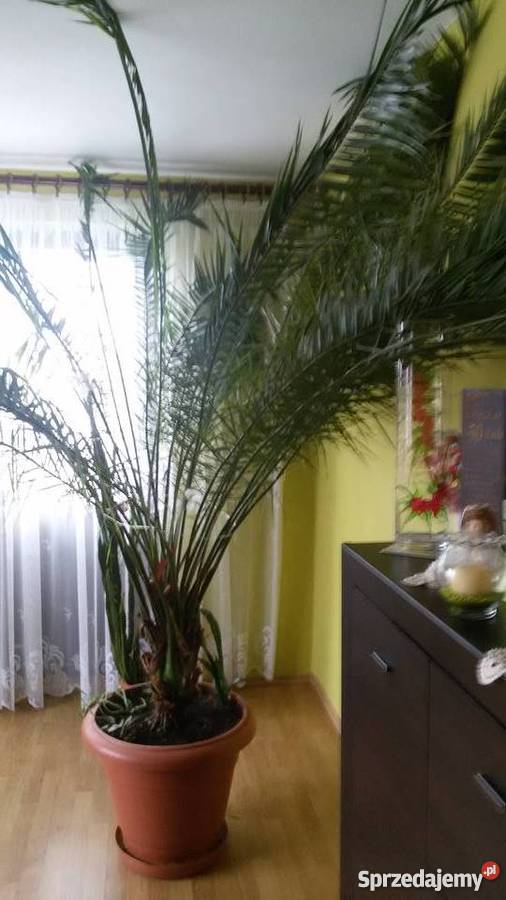 piekna palma daktylowa Istebna sprzedam