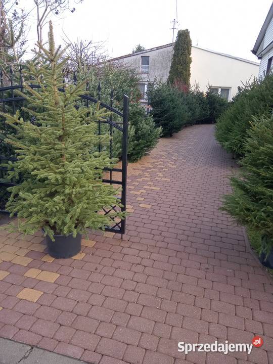Choinki Świąteczne z własnej plantacji Bełżyce sprzedam