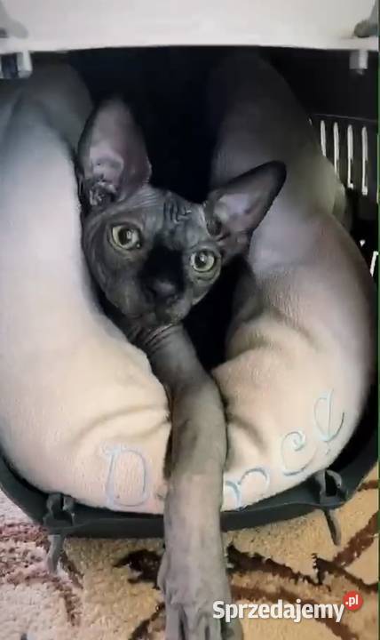 Płatna Adopcja Dostępne koty 7mcy do 3 lat Warszawa