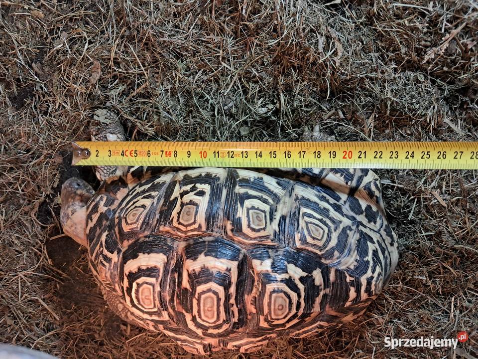 Żółwie lamparciepara